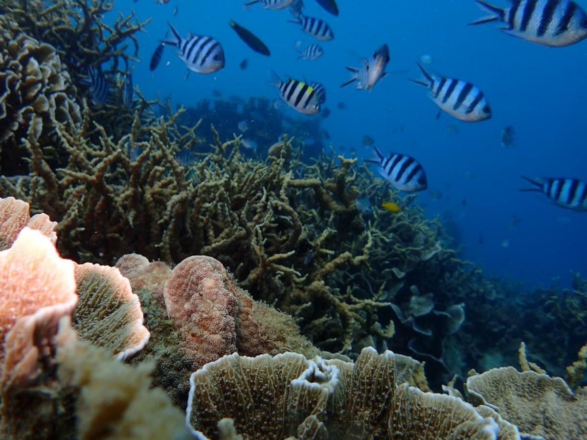 Blue Coral Homestay カリムンジャワ エクステリア 写真